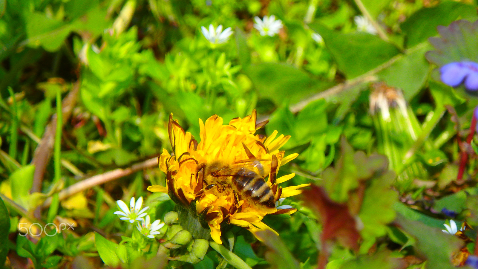Olympus TG-850 sample photo. Bee in a flower macro photography