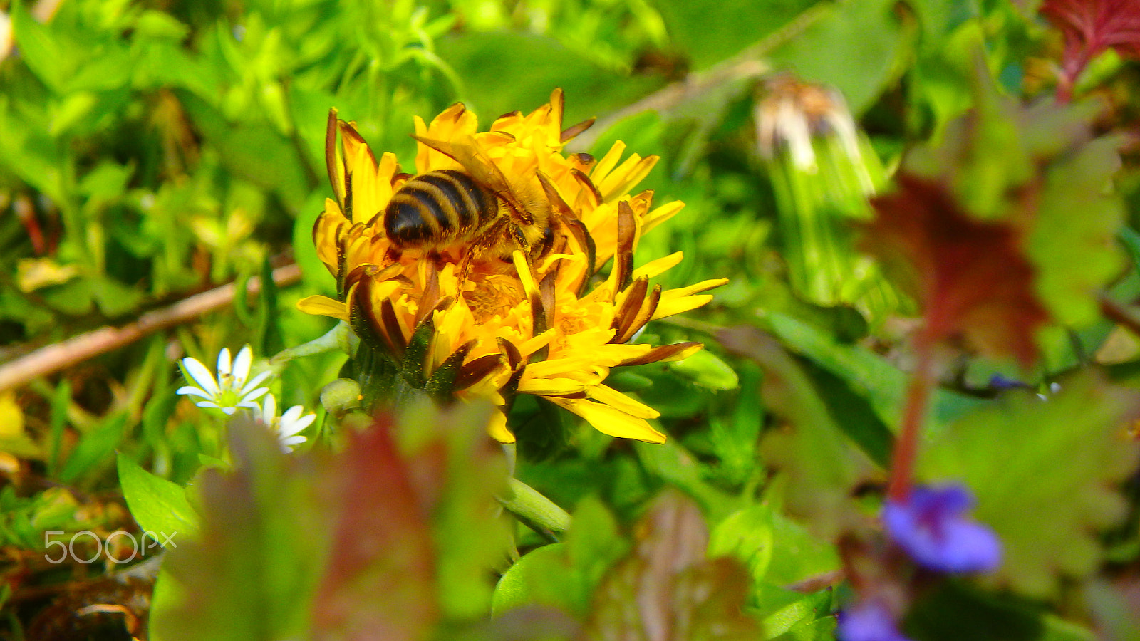 Olympus TG-850 sample photo. Macro bee in a flower photography