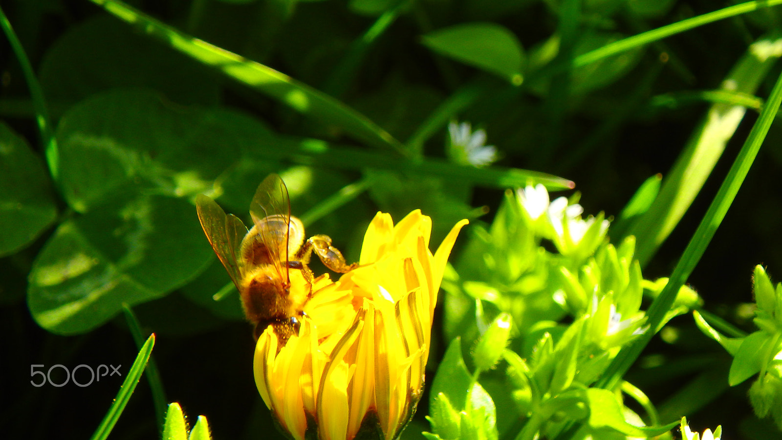 Olympus TG-850 sample photo. Bee in a flower macro photography