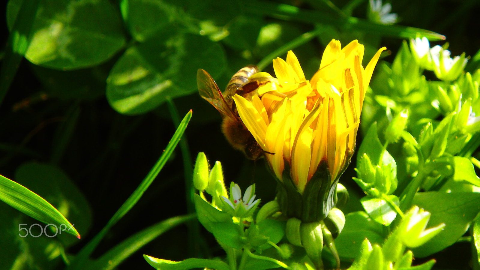 Olympus TG-850 sample photo. Bee in a flower macro photography