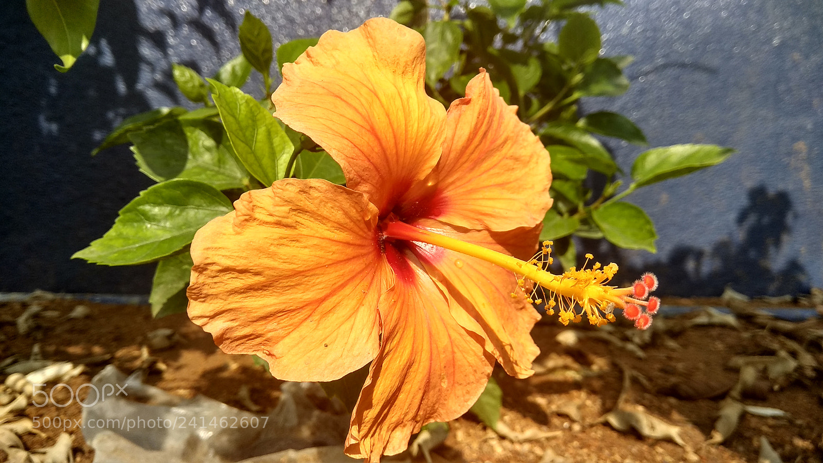 Xiaomi Redmi Note 4 sample photo. Hybicus photography
