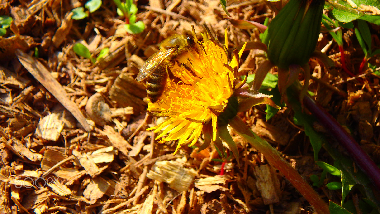 Olympus TG-850 sample photo. Bee in a flower macro photography