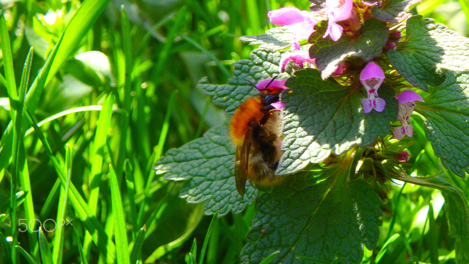 Olympus TG-850 sample photo. Bee in a flower photography