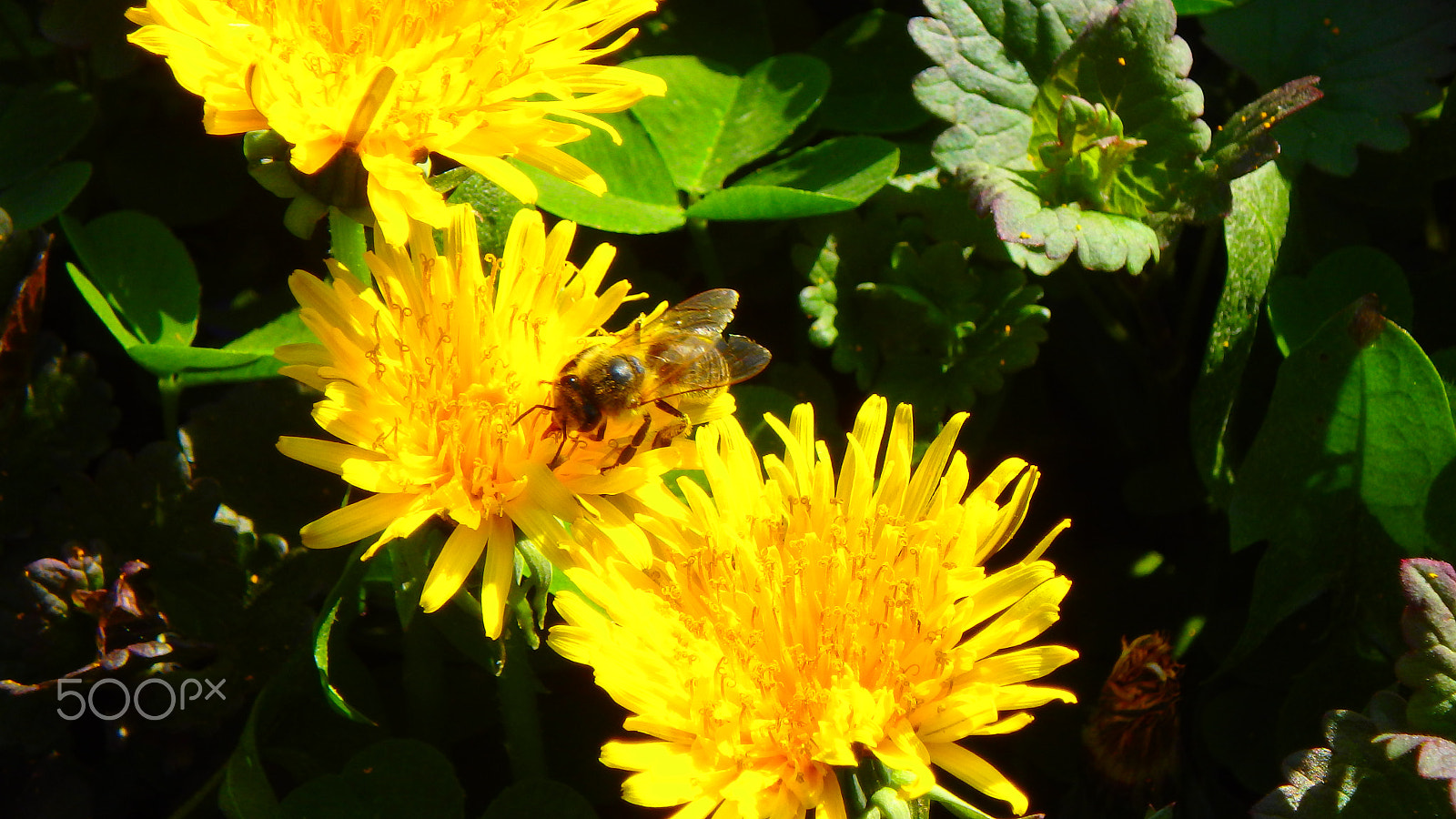 Olympus TG-850 sample photo. Macro bee in a flower photography