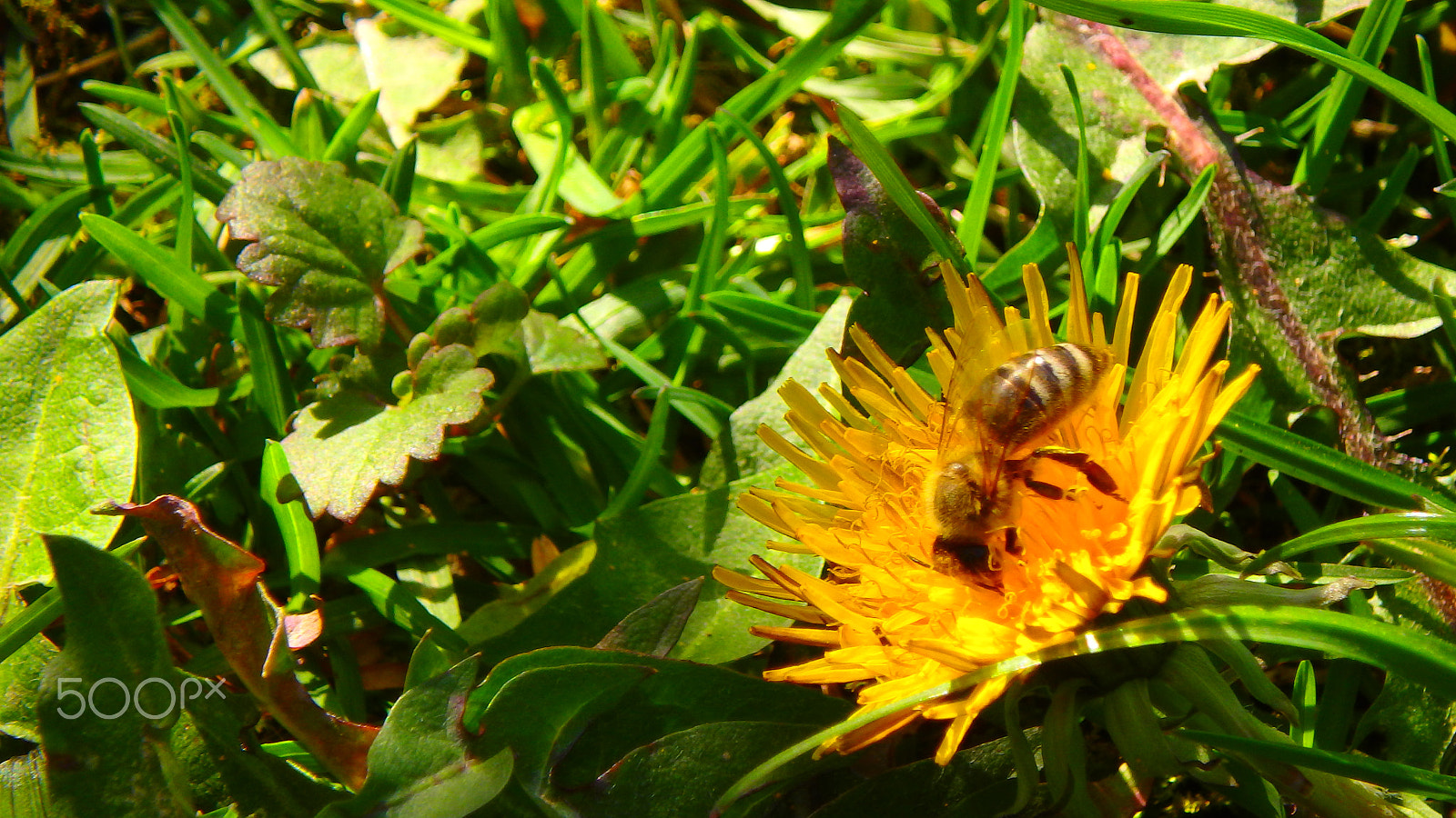 Olympus TG-850 sample photo. Macro bee in a flower photography