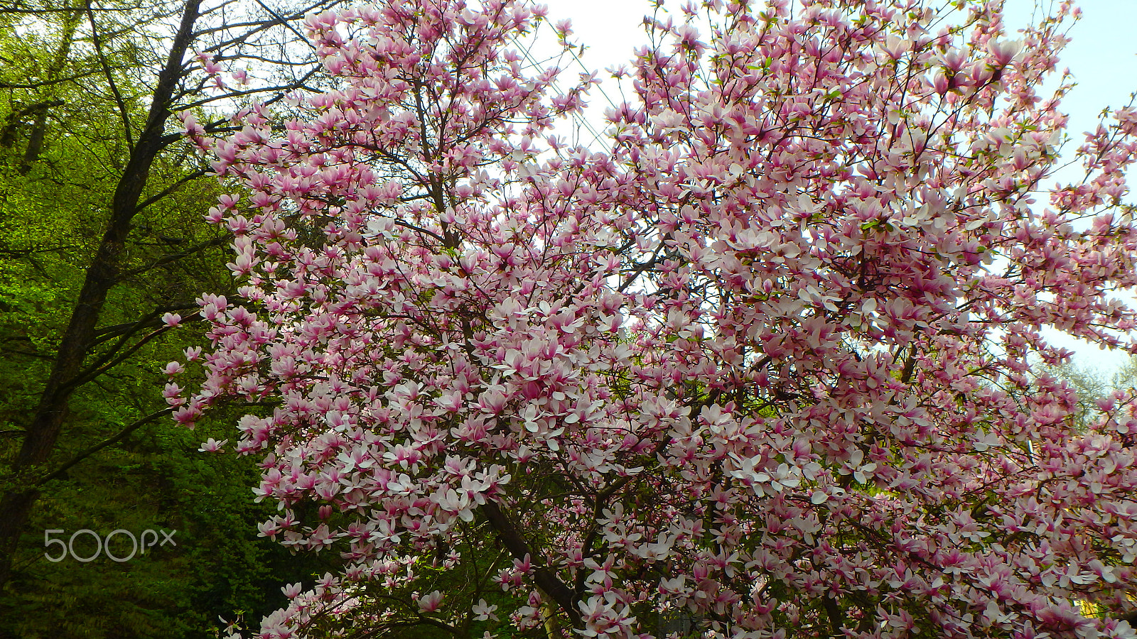 Olympus TG-850 sample photo. Tulip tree photography