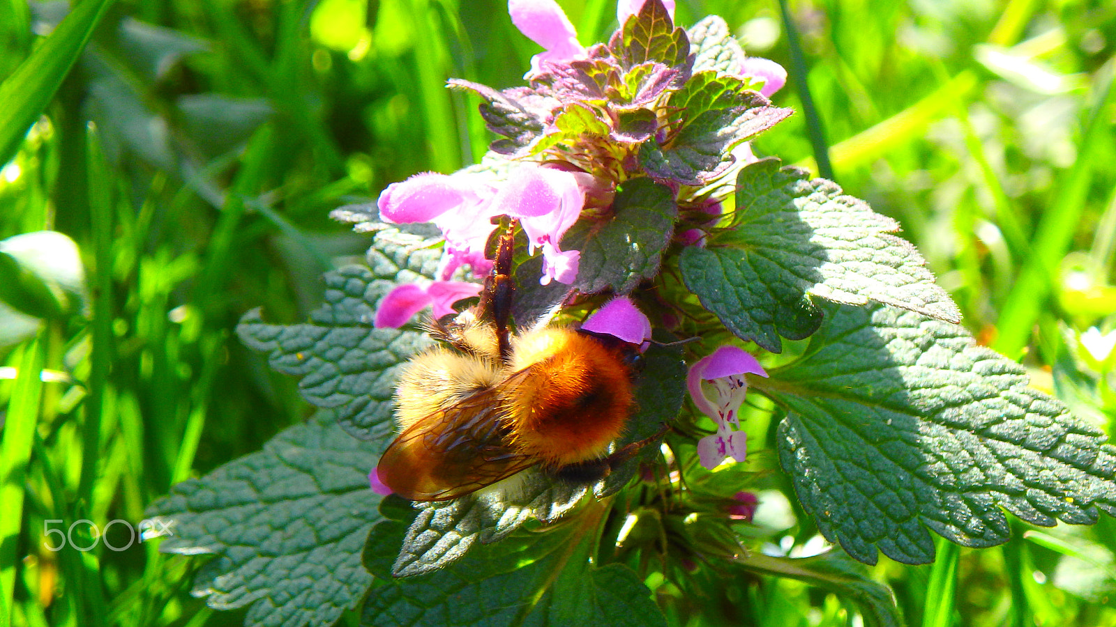 Olympus TG-850 sample photo. Macro bee in a flower photography