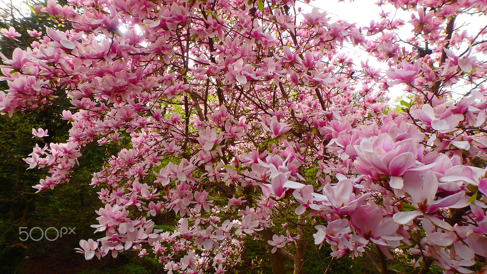 Olympus TG-850 sample photo. Tulip tree photography