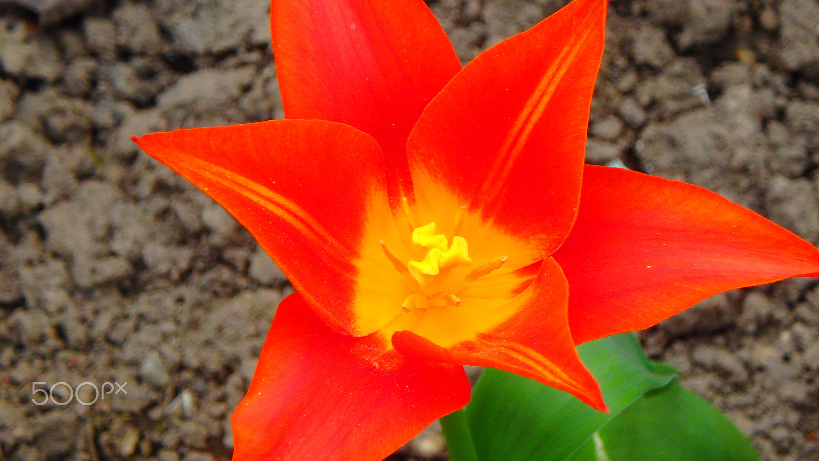 Olympus TG-850 sample photo. Macro flower photography