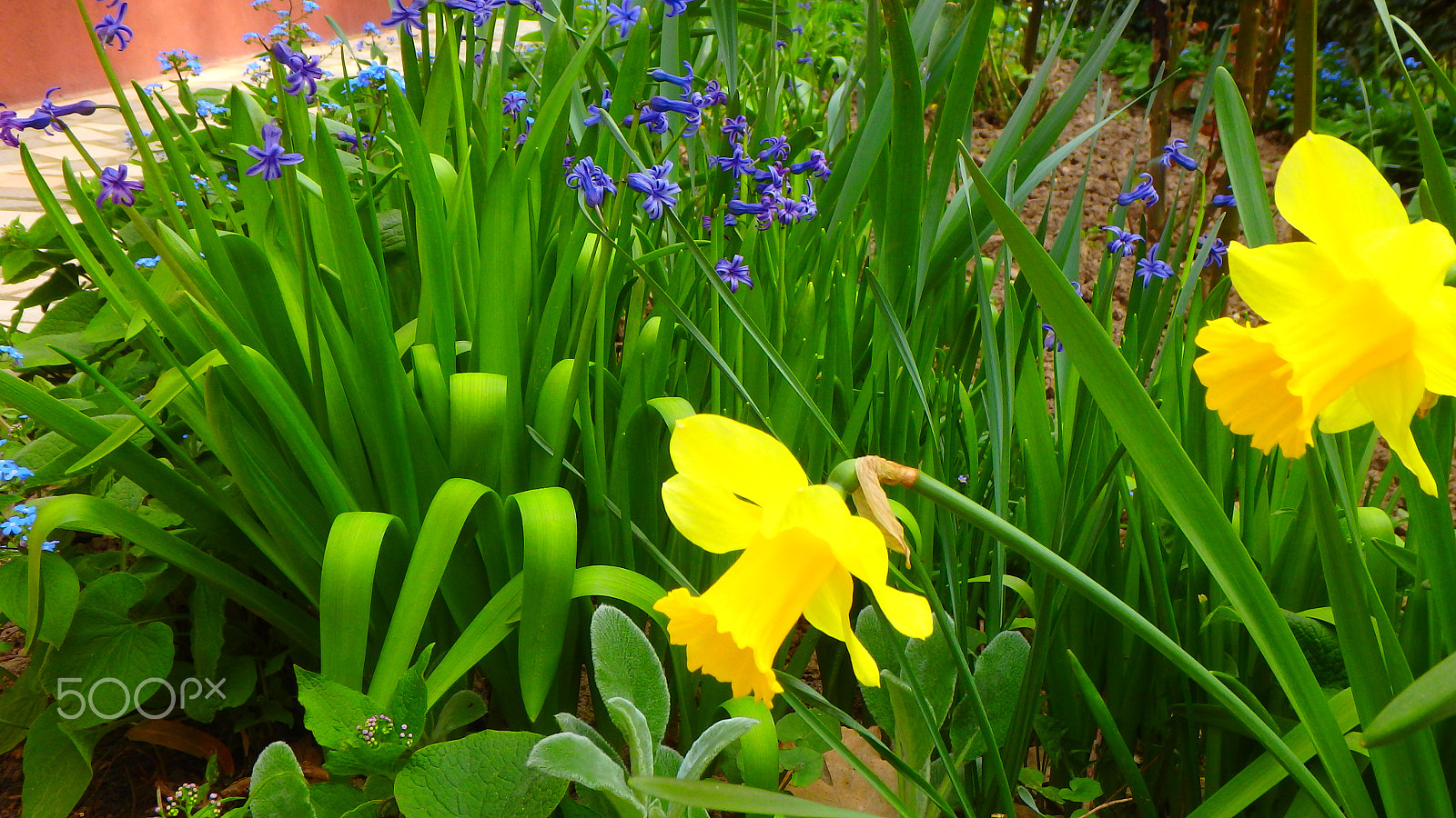 Olympus TG-850 sample photo. Garden flowers photography