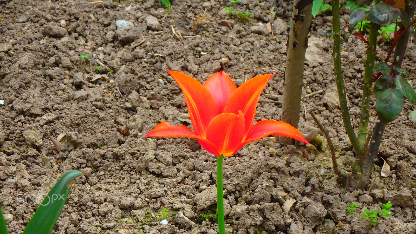 Olympus TG-850 sample photo. Close-up flower photography
