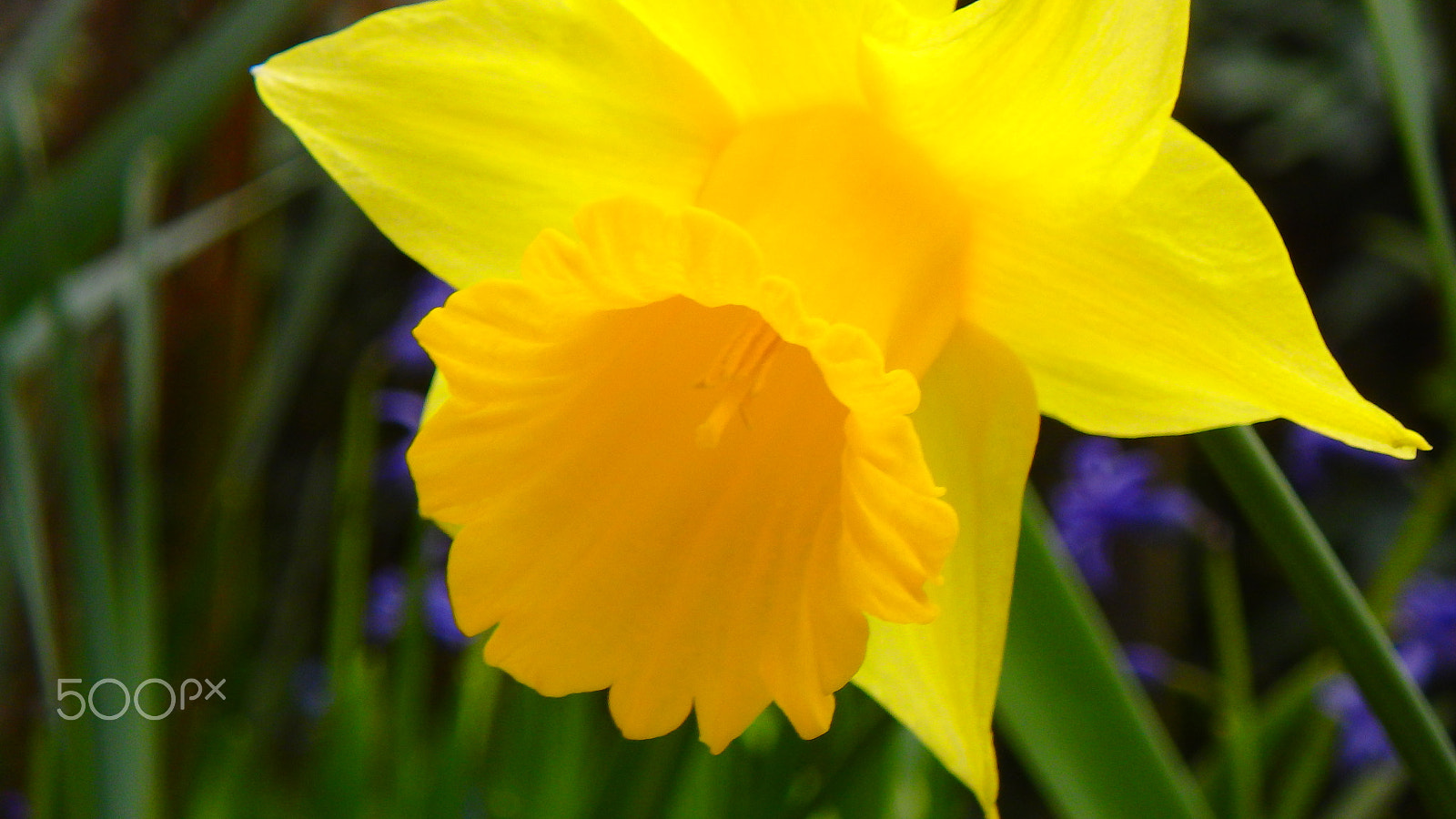 Olympus TG-850 sample photo. Macro flower photography
