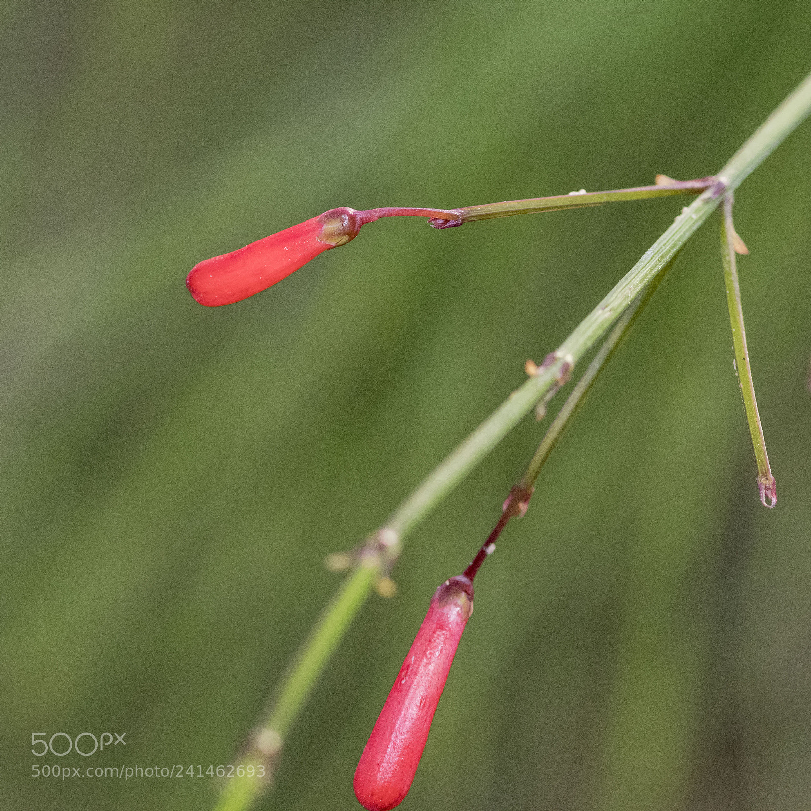Nikon D500 sample photo. Flower photography
