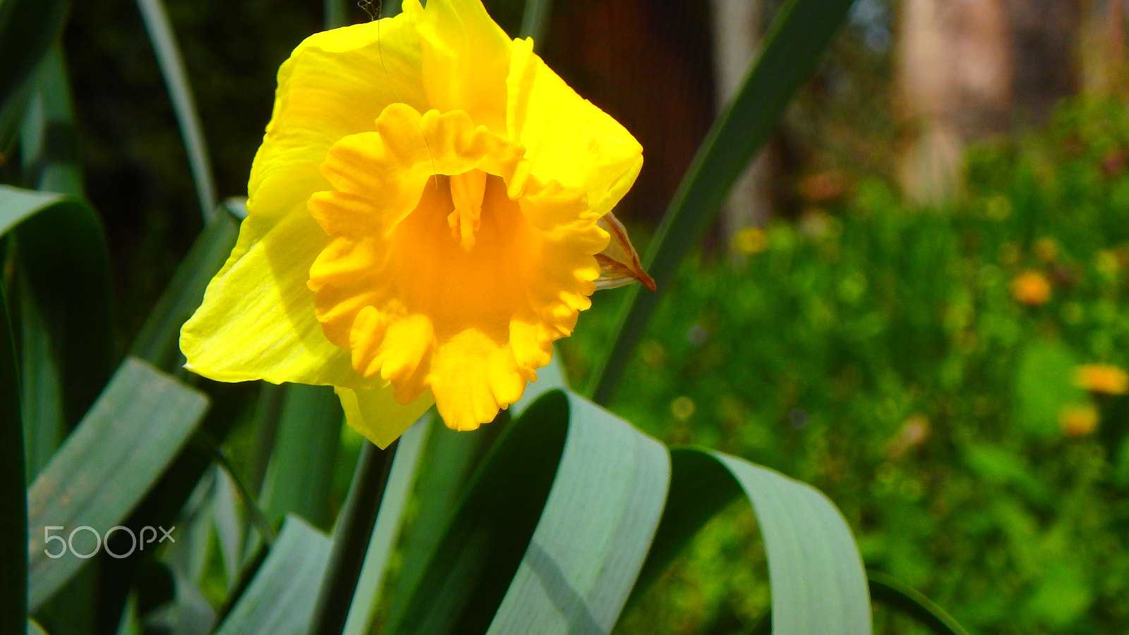 Olympus TG-850 sample photo. Macro flower photography