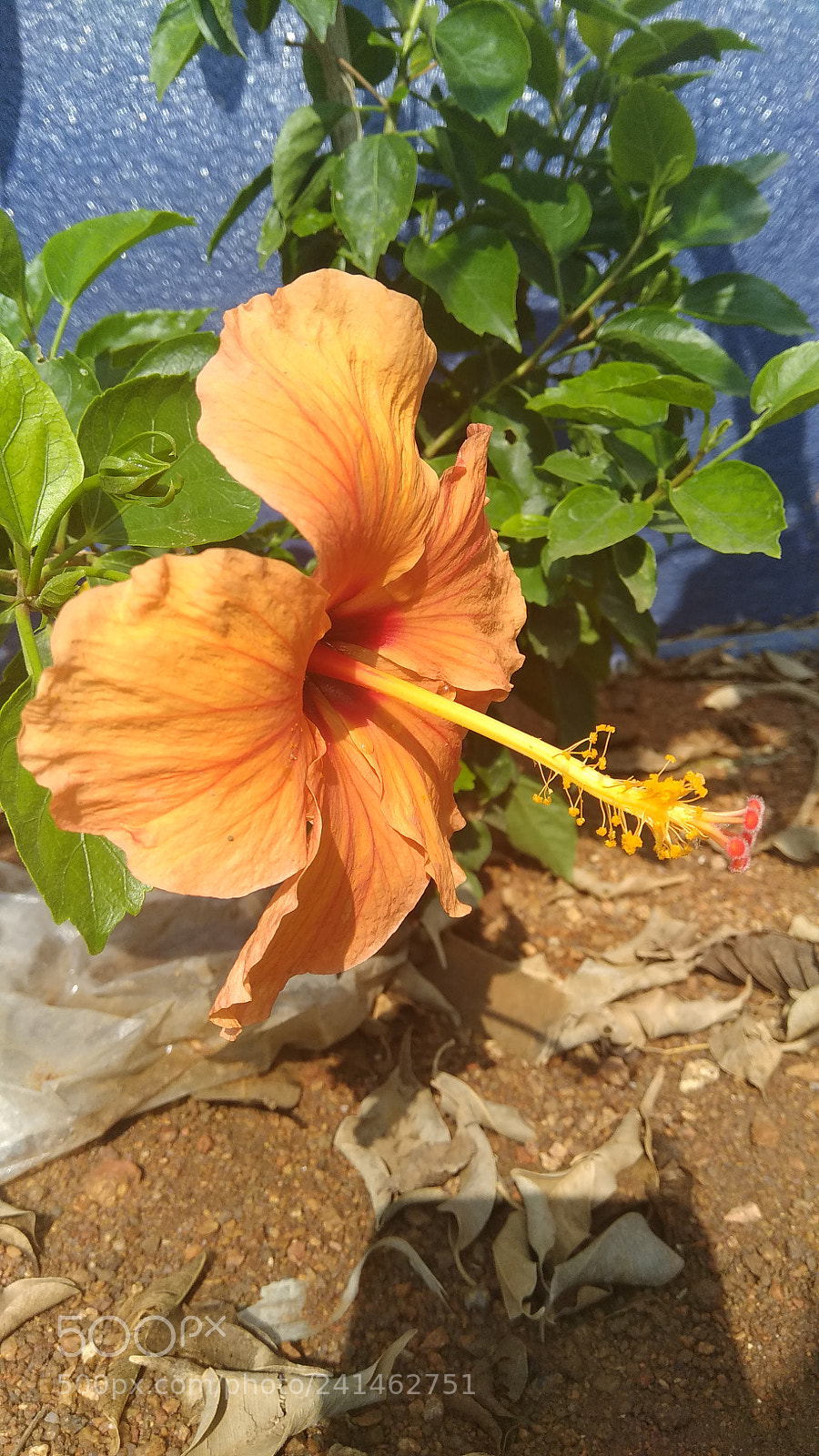 Xiaomi Redmi Note 4 sample photo. Hybicus photography