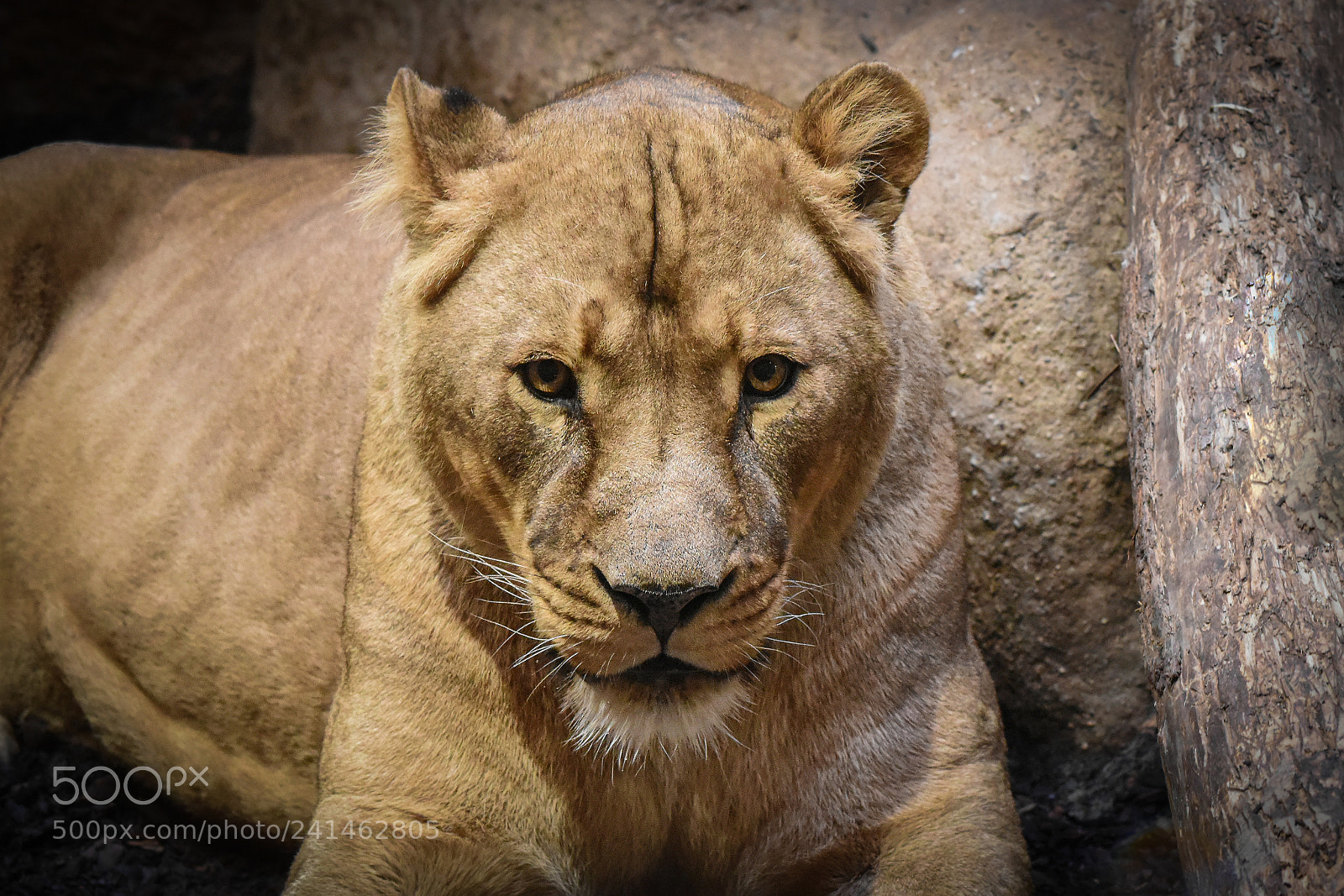 Nikon D5500 sample photo. Resting lioness photography