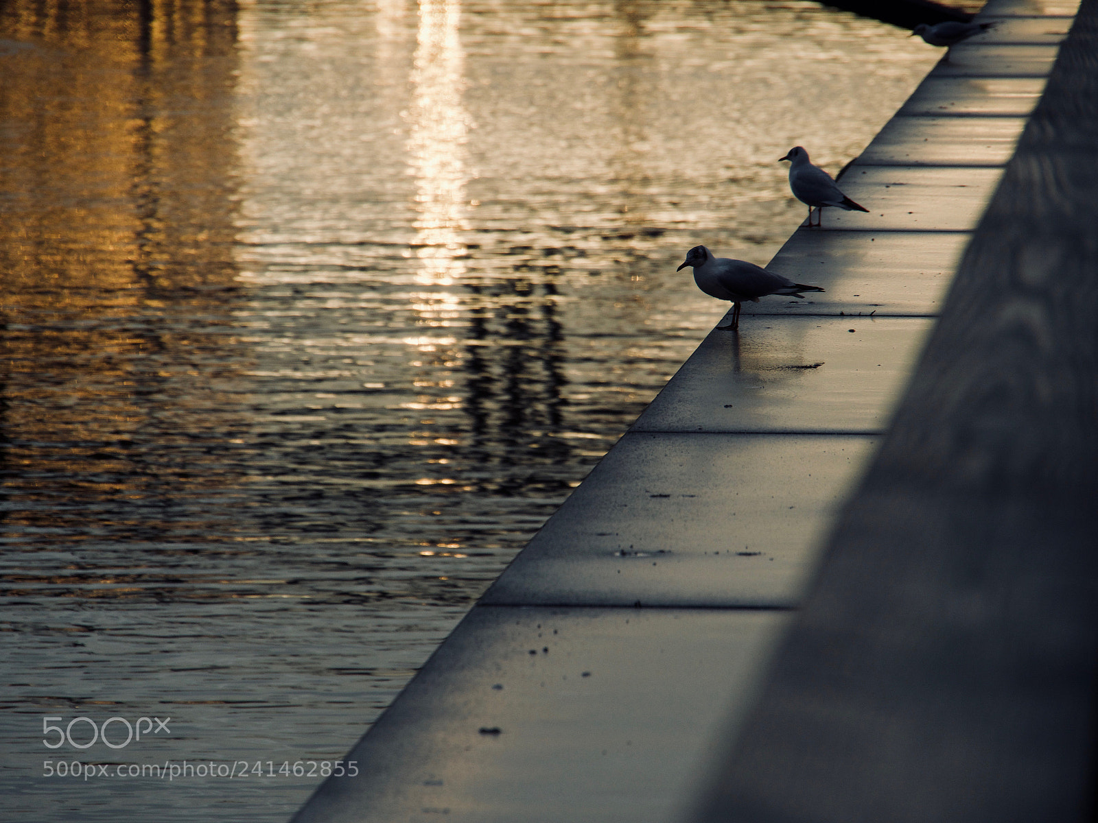 Panasonic Lumix DC-GH5 sample photo. Duo de mouette photography