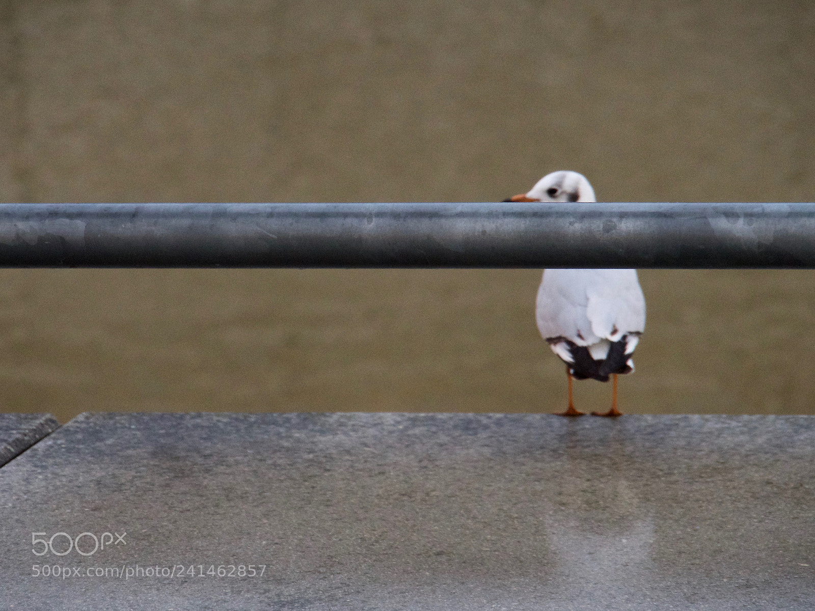 Panasonic Lumix DC-GH5 sample photo. Mouette caché photography