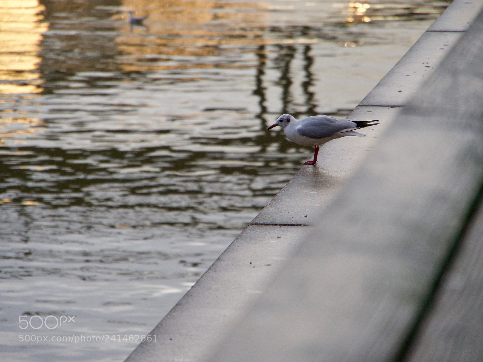 Panasonic Lumix DC-GH5 sample photo. Mouette de profil photography