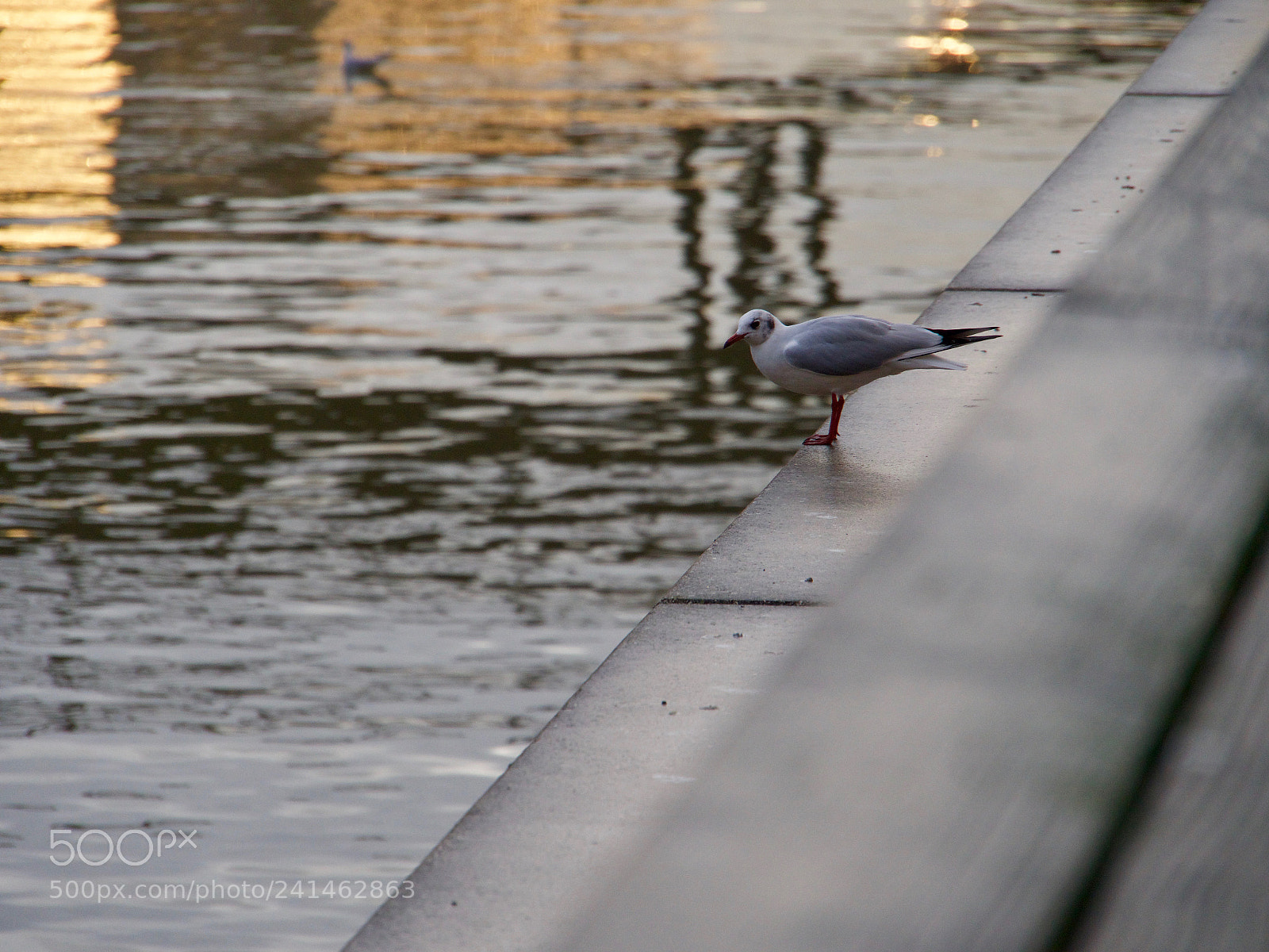Panasonic Lumix DC-GH5 sample photo. Mouette de profil photography