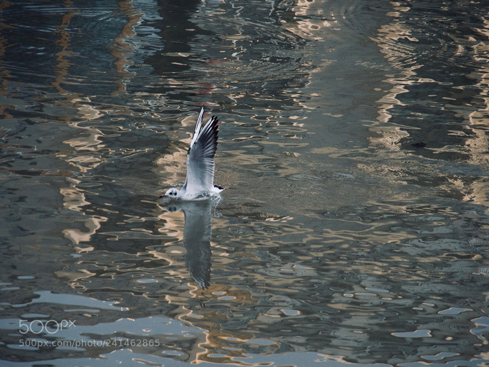 Panasonic Lumix DC-GH5 sample photo. Mouette dessus dessous photography