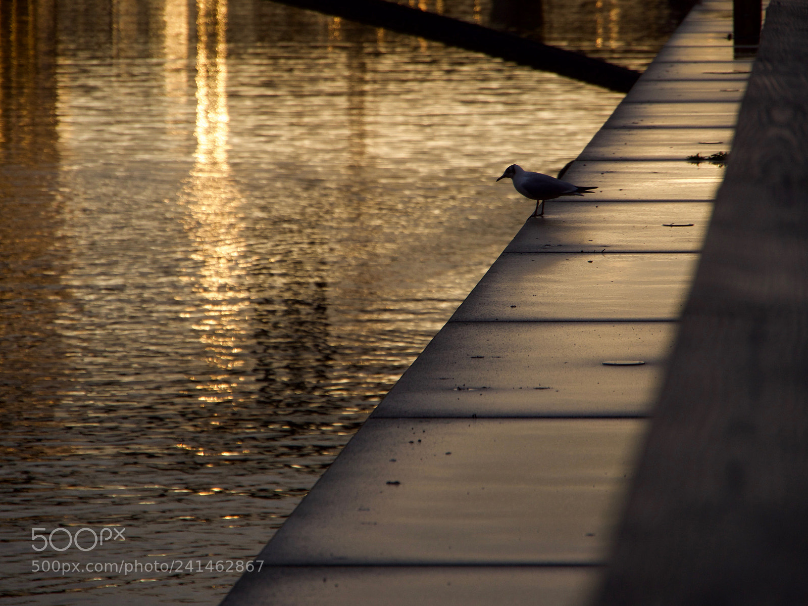 Panasonic Lumix DC-GH5 sample photo. Mouette et diagonale photography