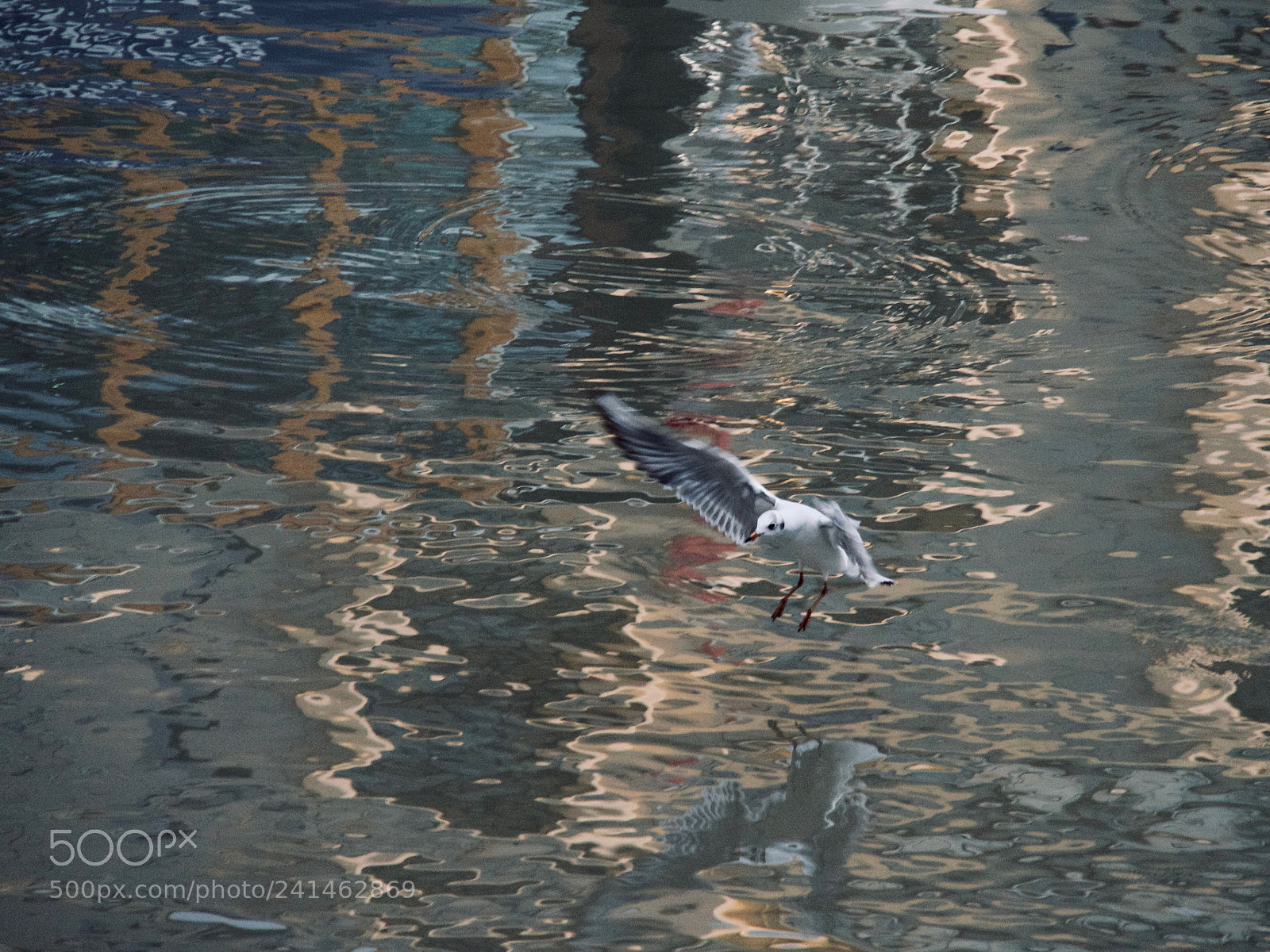 Panasonic Lumix DC-GH5 sample photo. Mouette et reflet photography