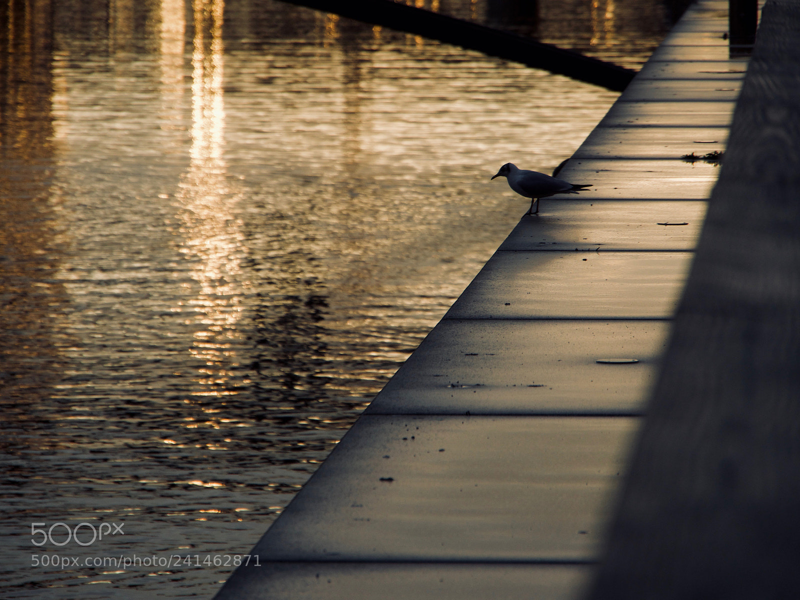 Panasonic Lumix DC-GH5 sample photo. Mouette et diagonale photography