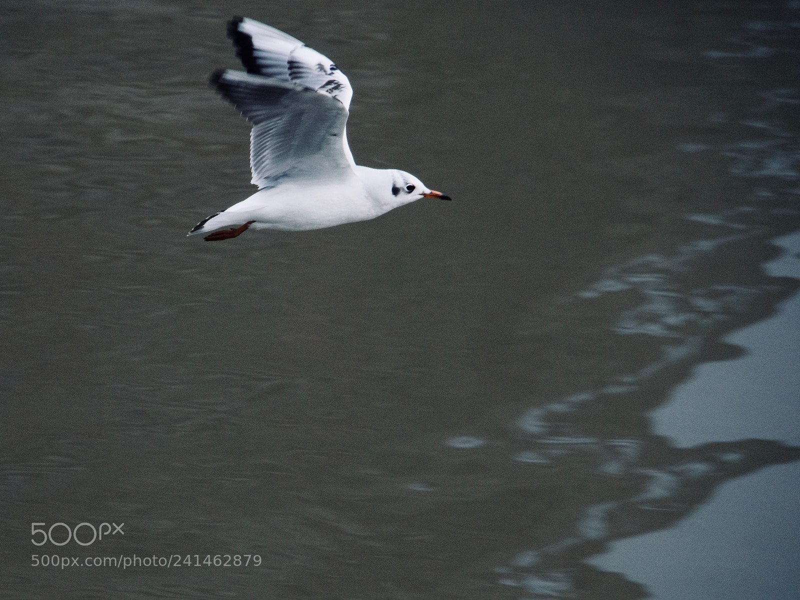 Panasonic Lumix DC-GH5 sample photo. Mouette proche photography