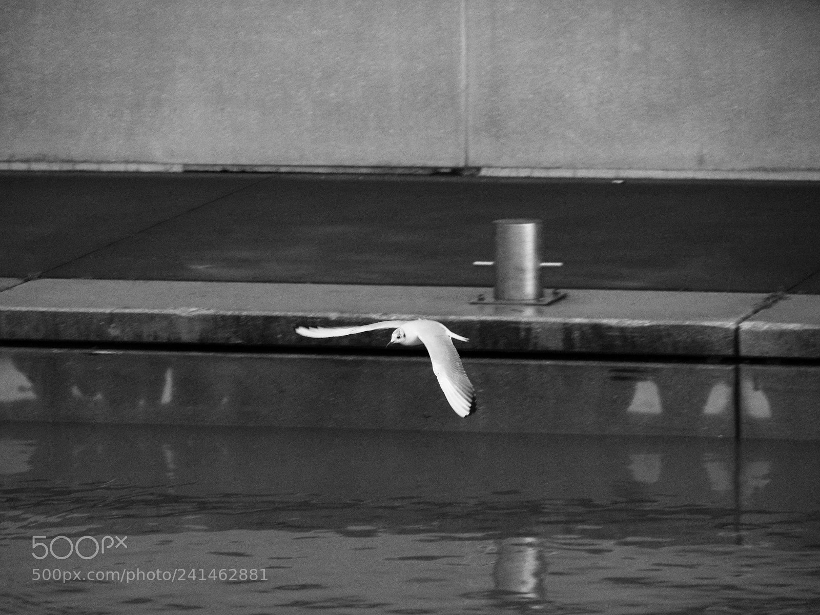 Panasonic Lumix DC-GH5 sample photo. Mouette monochrome photography