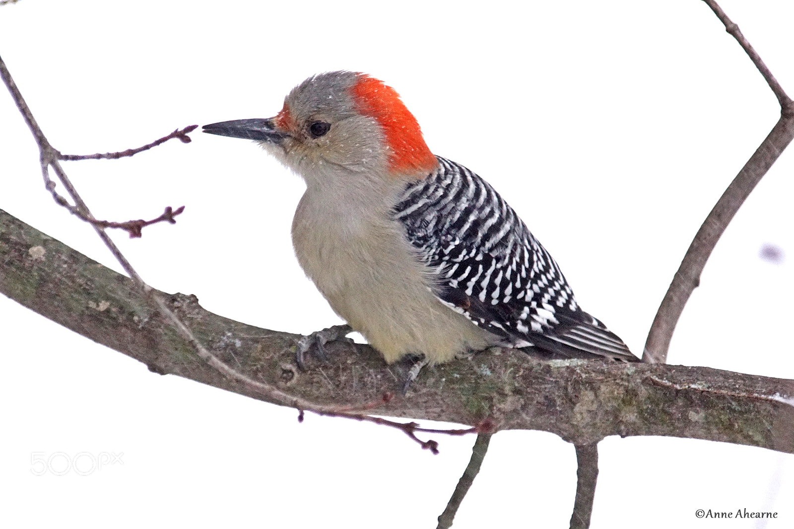 Sony ILCA-77M2 sample photo. Red-bellied woodpecker in a photography