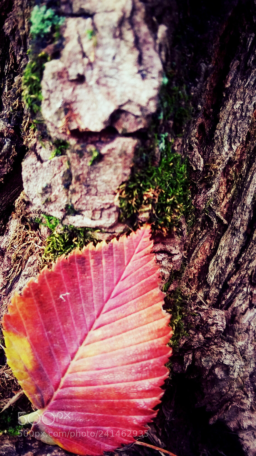 Samsung Galaxy Grand Prime sample photo. Untitled photography