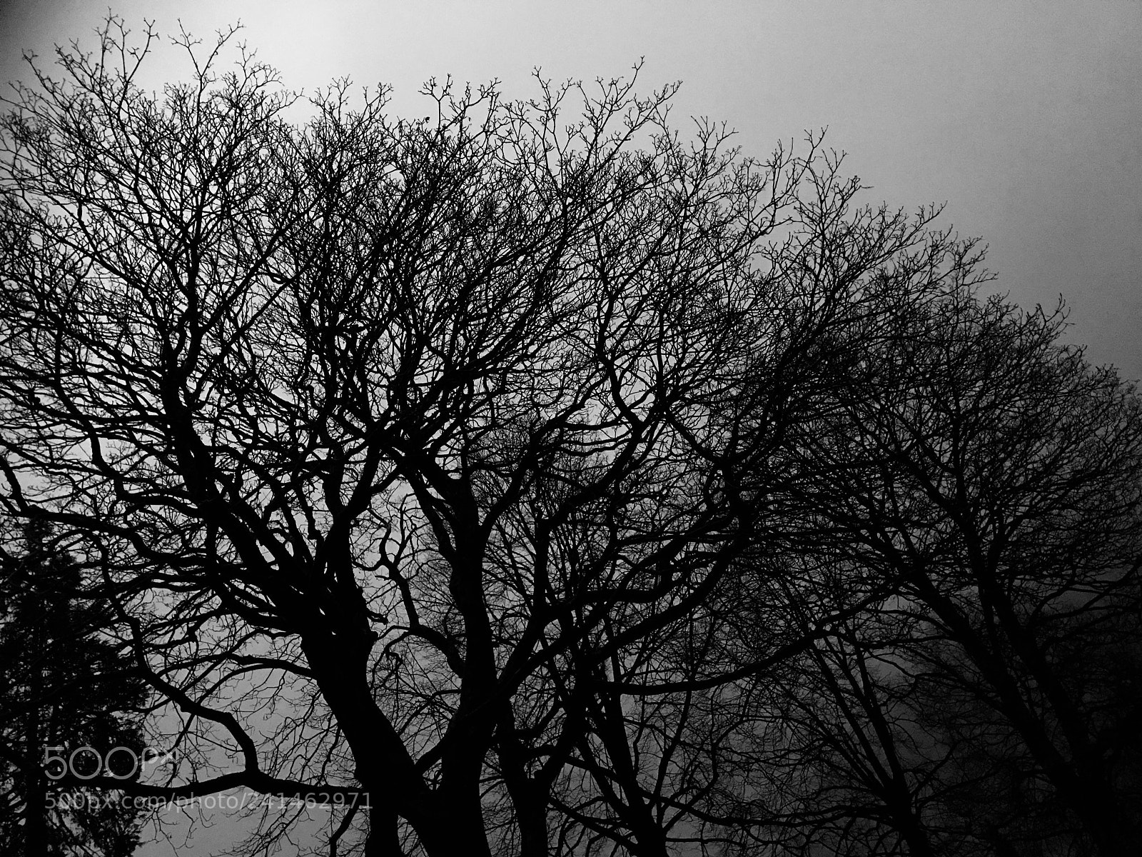 Apple iPhone 7 sample photo. Trees in december photography