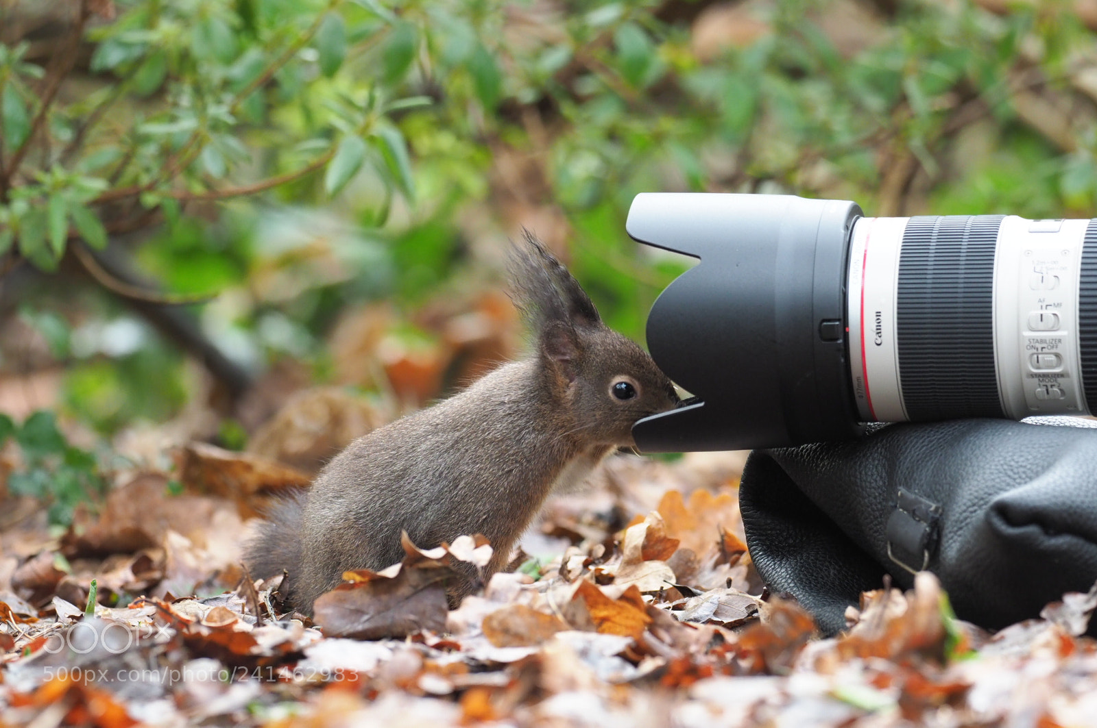 Olympus OM-D E-M1 Mark II sample photo. Etwas zu nah photography