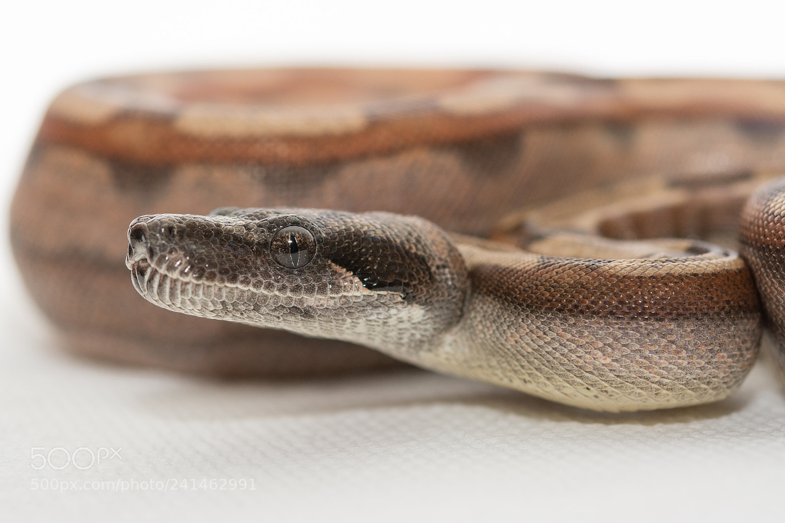 Nikon D7100 sample photo. Charcoal eyes photography