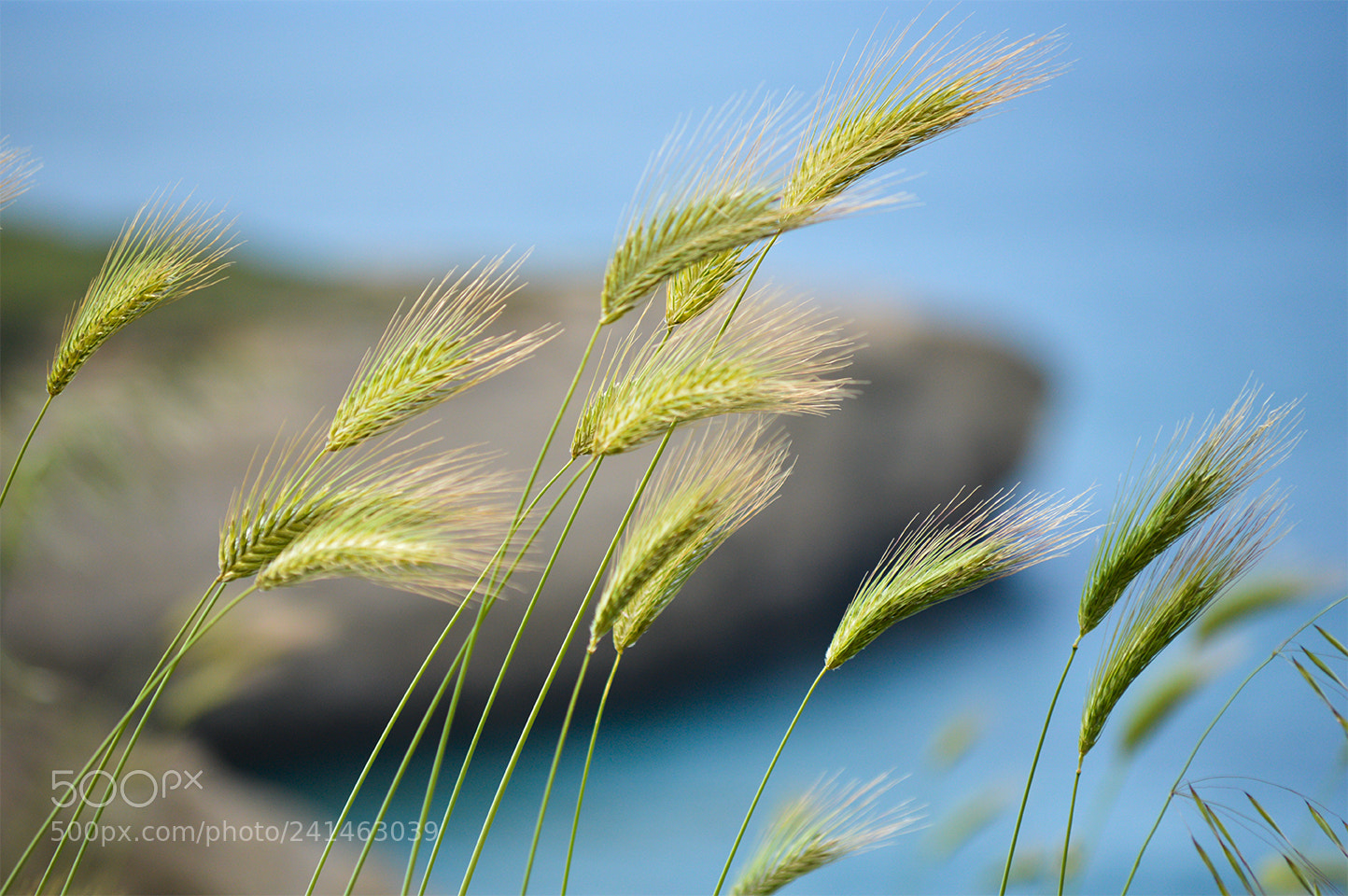 Nikon D3200 sample photo. Spighe photography
