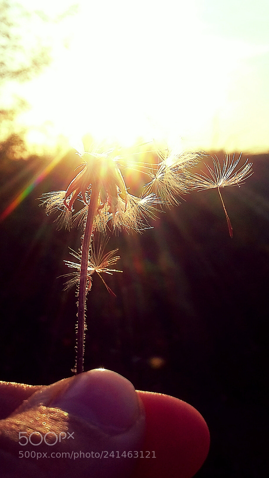 Samsung Galaxy Grand Prime sample photo. Untitled photography