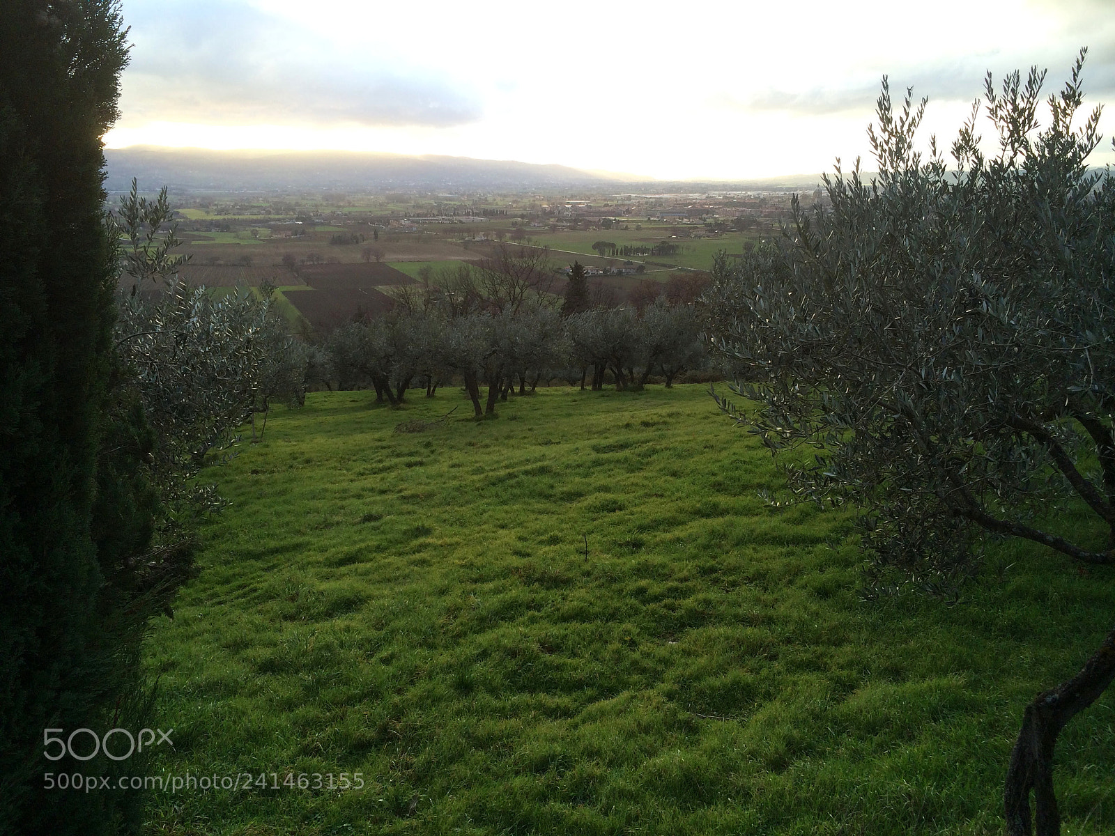 Apple iPhone 5s sample photo. Olives of assisi photography