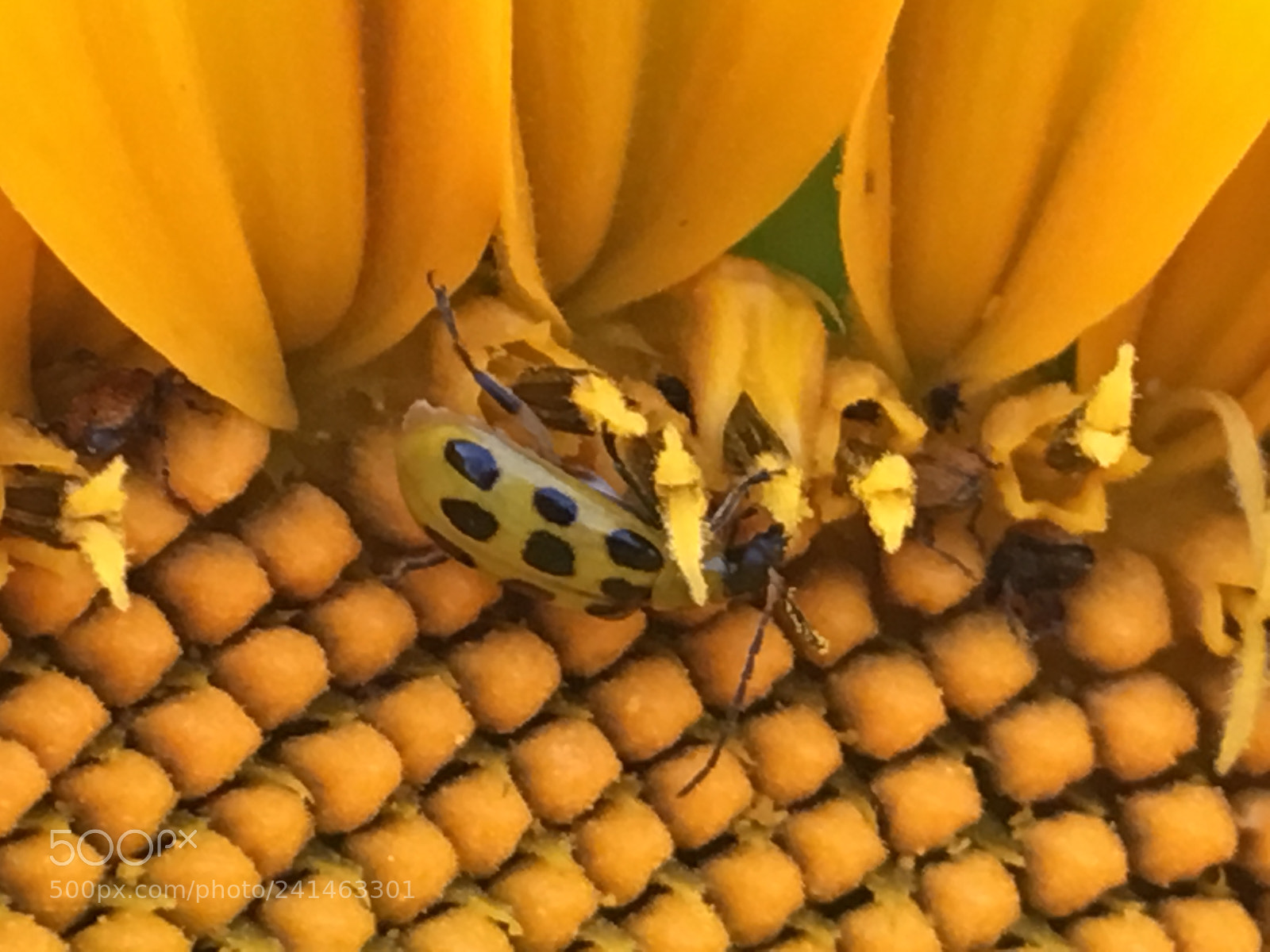 Apple iPhone 6s sample photo. Nature feeding nature photography
