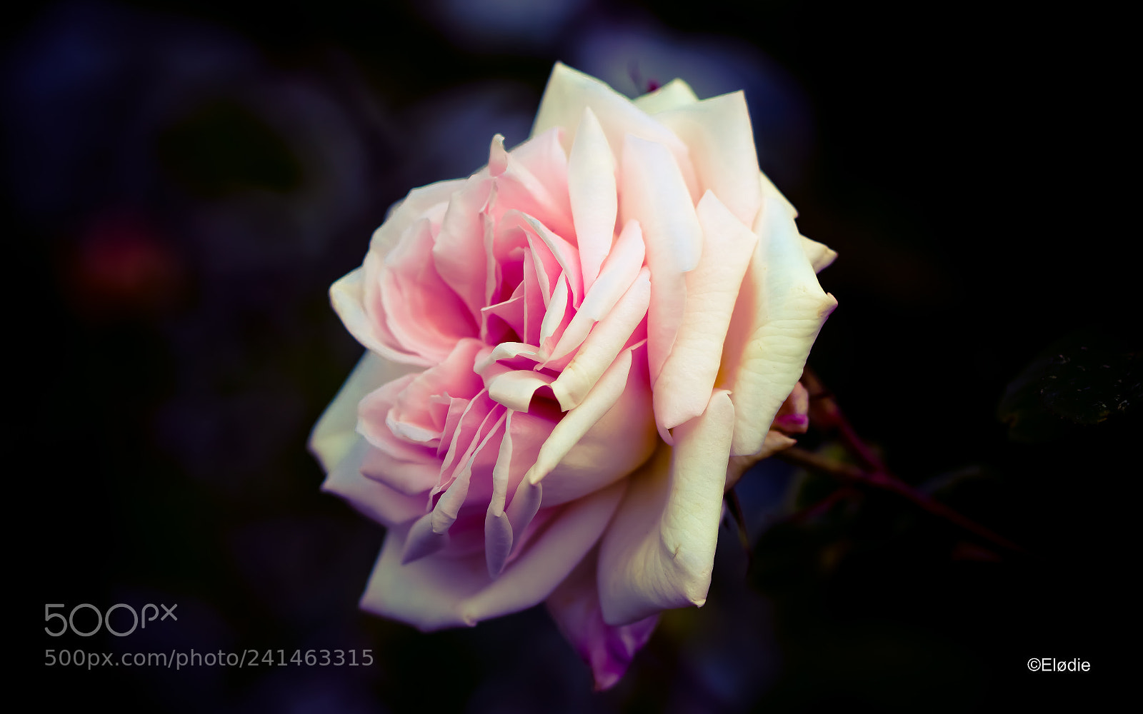 Canon EOS 100D (EOS Rebel SL1 / EOS Kiss X7) sample photo. Simple rose photography