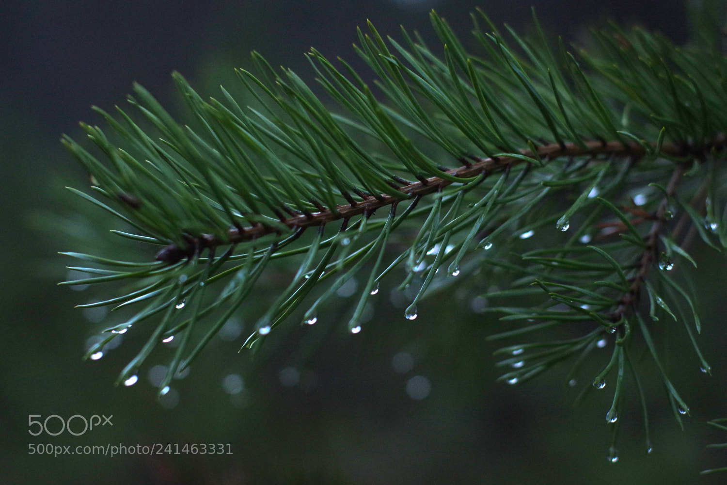 Pentax K-3 sample photo. Pine tree photography