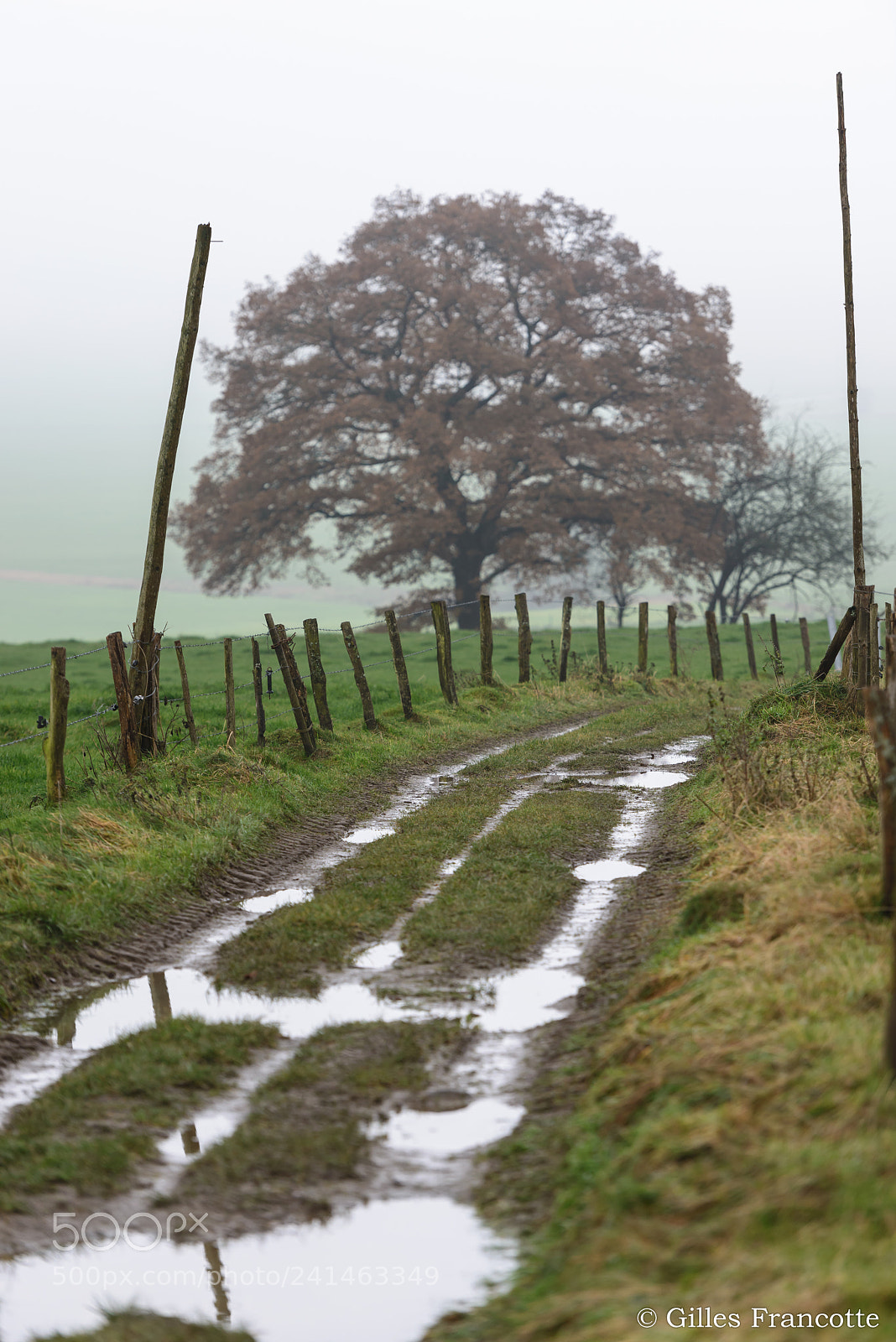 Nikon D800 sample photo. A way in the photography