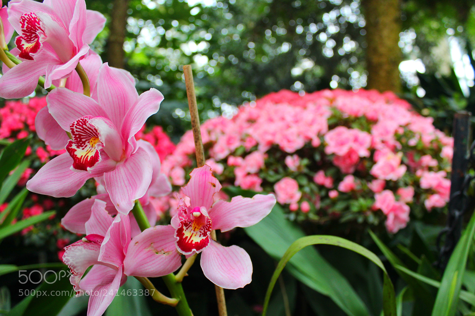 Canon EF-S 18-55mm F3.5-5.6 III sample photo. Orchids photography