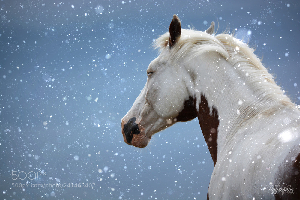 Nikon D7100 sample photo. Snow dream photography