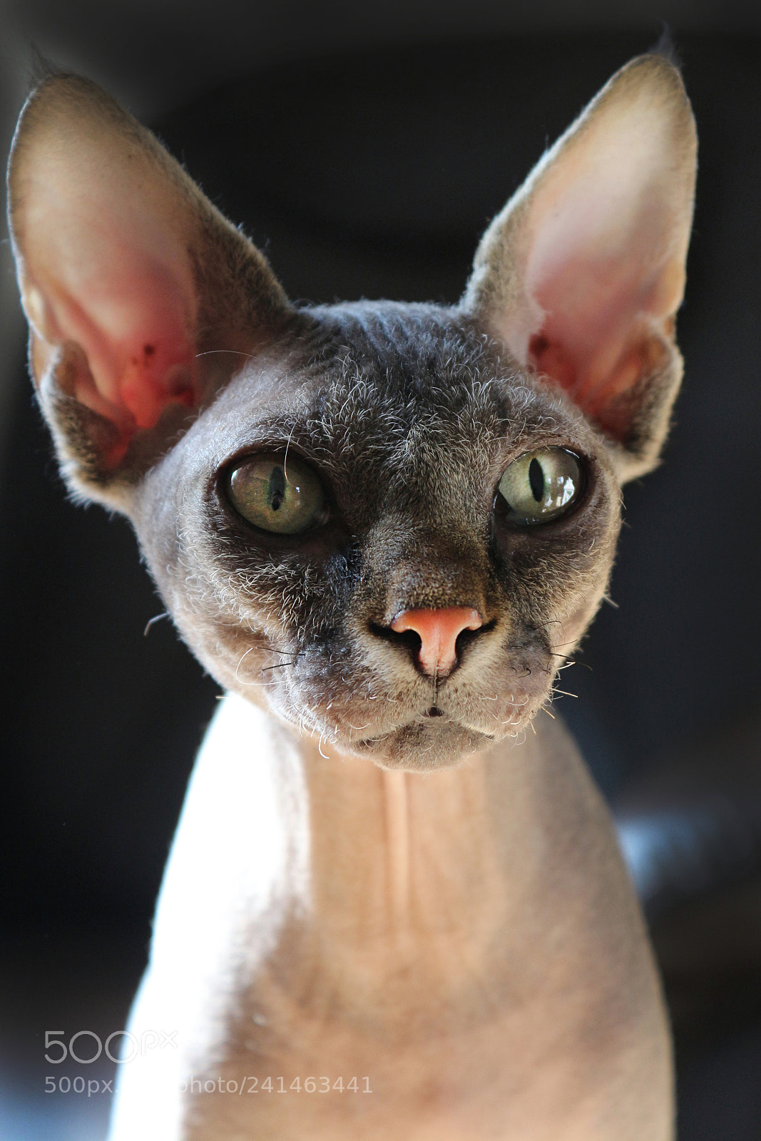 Canon EOS 650D (EOS Rebel T4i / EOS Kiss X6i) sample photo. Sphinx cat photography