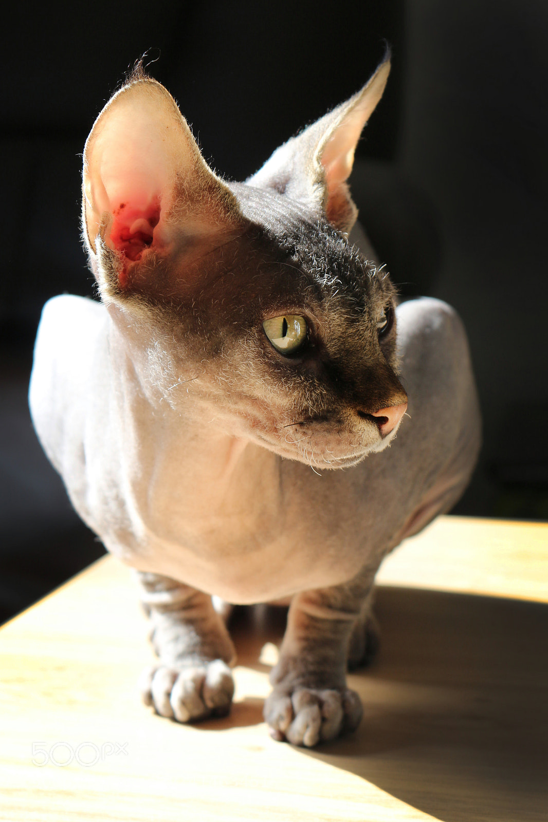 Canon EOS 650D (EOS Rebel T4i / EOS Kiss X6i) sample photo. Sphinx cat photography