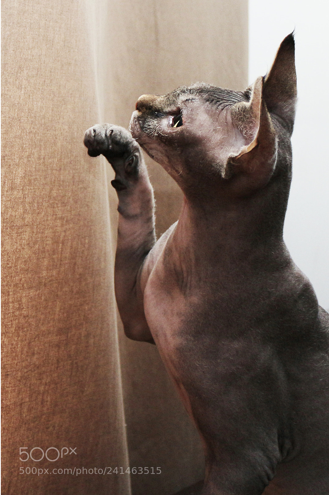 Canon EOS 650D (EOS Rebel T4i / EOS Kiss X6i) sample photo. Sphinx cat photography