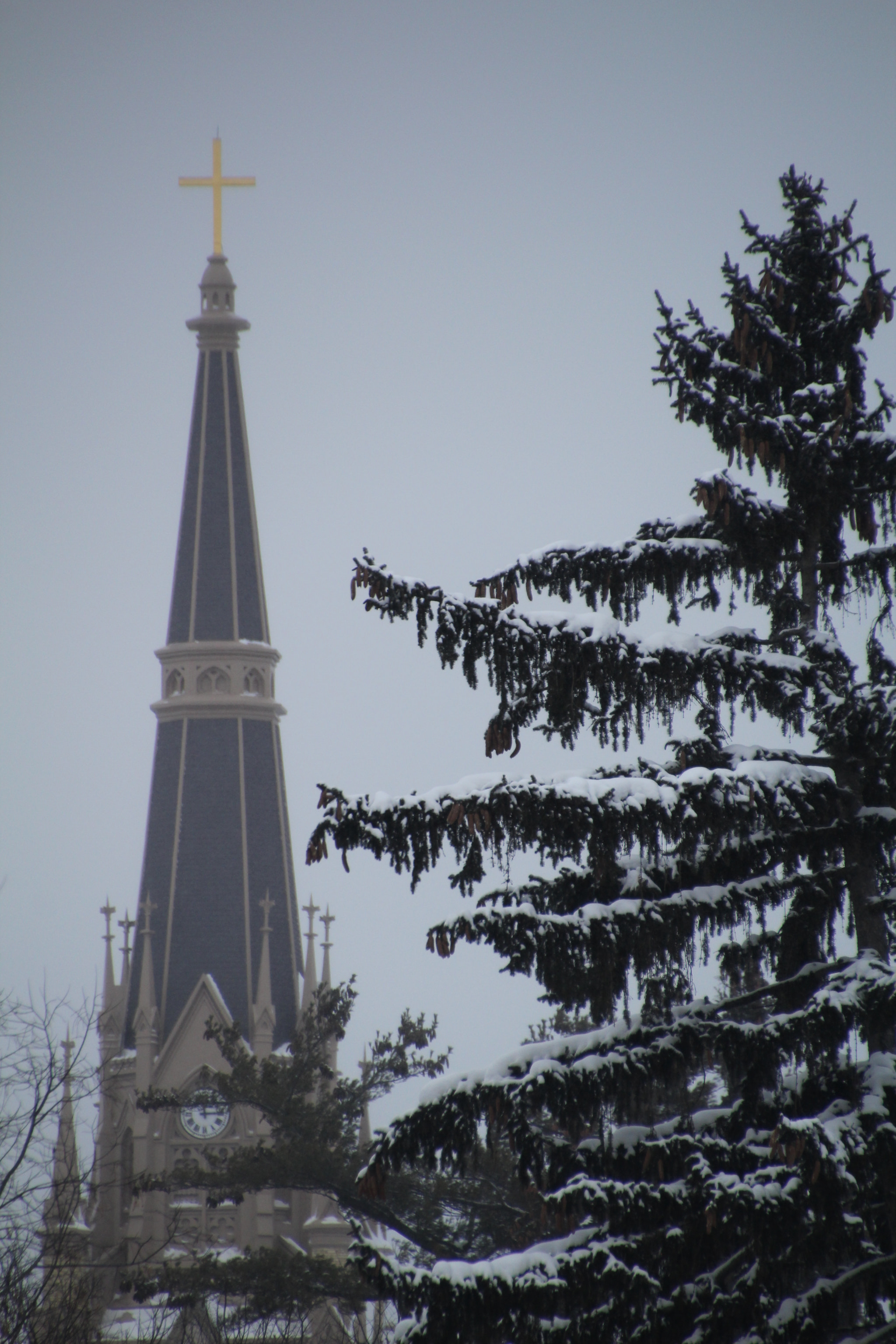 Canon EOS 1200D (EOS Rebel T5 / EOS Kiss X70 / EOS Hi) sample photo. Evergreen tree and basilica. 長青樹和大教堂。 chiesa. photography