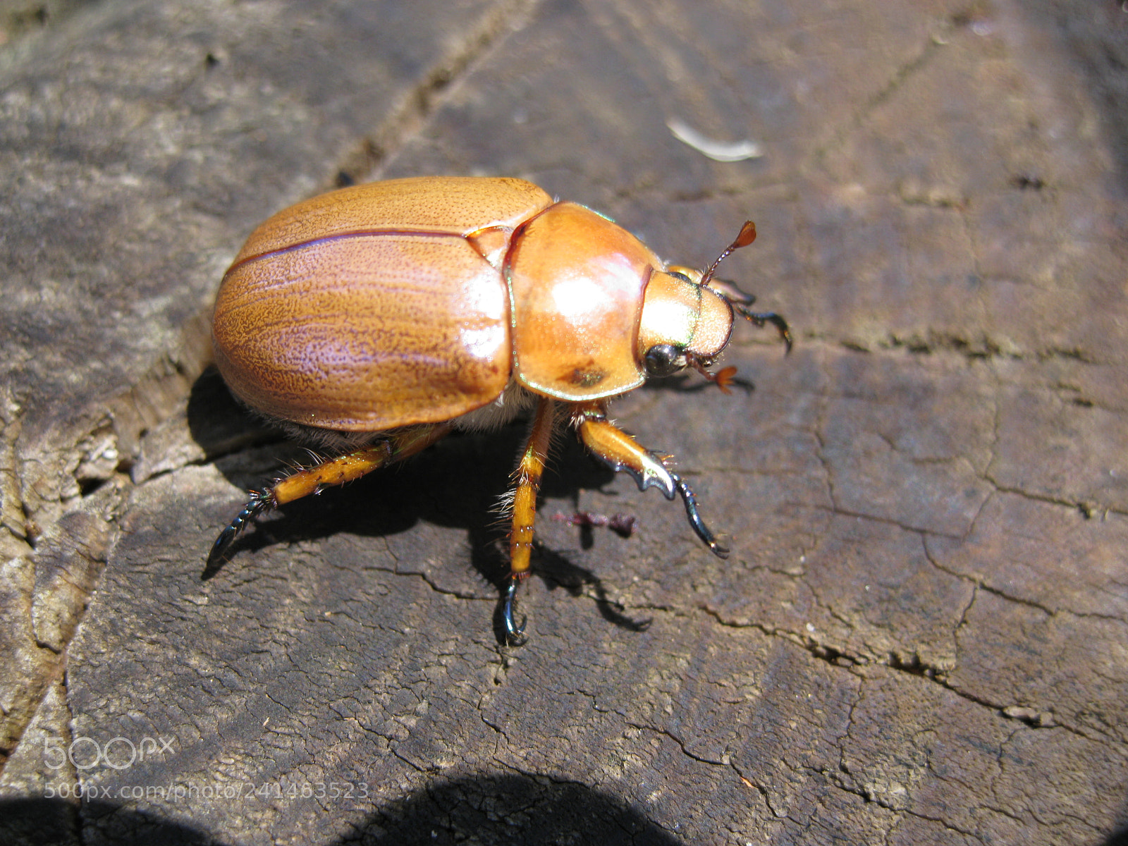 Canon DIGITAL IXUS 960 IS sample photo. Another lovely beetle photography