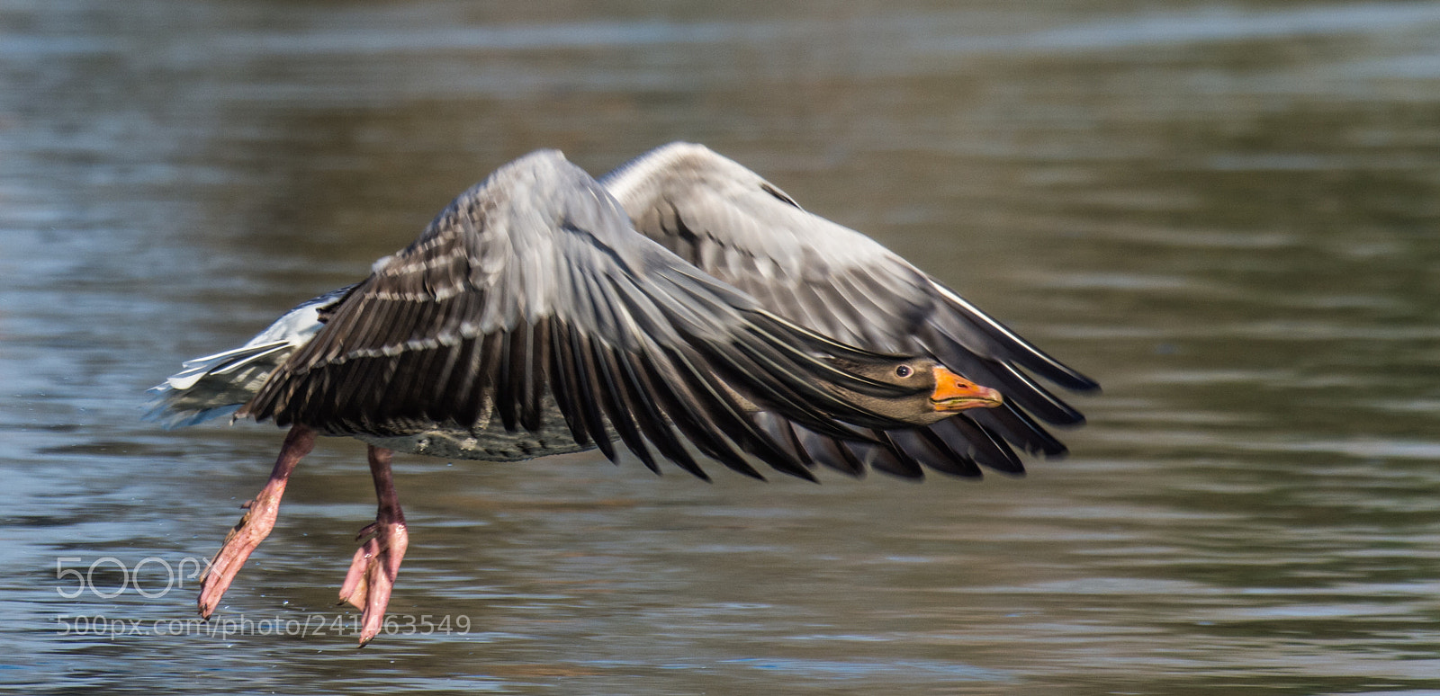 Nikon D7200 sample photo. I can see you photography